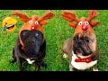 Funniest Animals 2023 🐴 - Cute Dogs 🐶 And Cats 😺 Videos