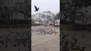 Flying Birds Slow Motion