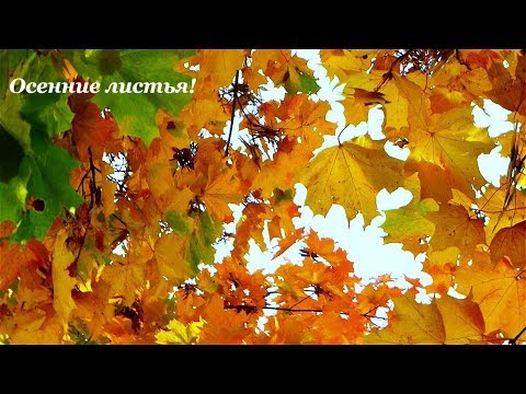 Осенние Листья!