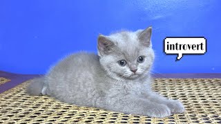A bit shy kitten by Raven’s Cattery 1,015 views 4 months ago 1 minute, 41 seconds