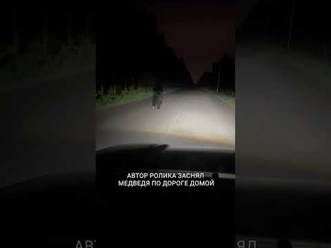 Медведи бегают в Боровом Матюшино! #татарстан #боровоематюшино #медведь