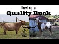 Having a Quality Breeding Buck | Getting Ready For Breeding Season | Kiko Bucks