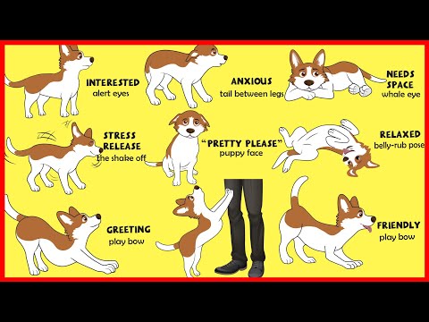 Dogs&#039; Body Language Explained