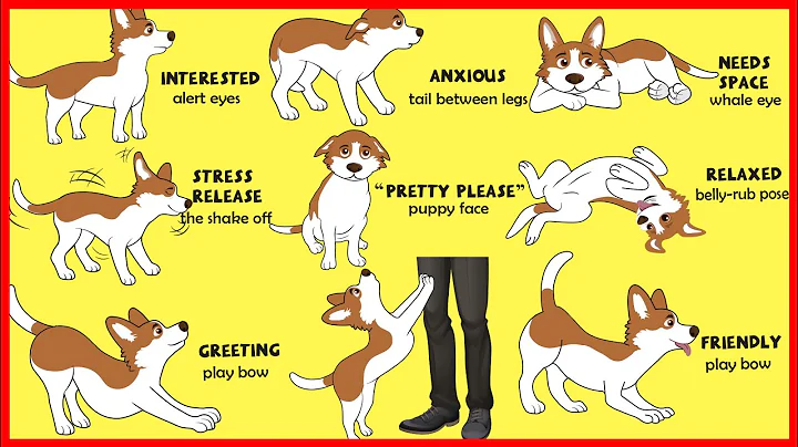 Dogs' Body Language Explained - DayDayNews