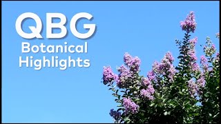 Summer Botanical Highlights: Myrtle Crepe