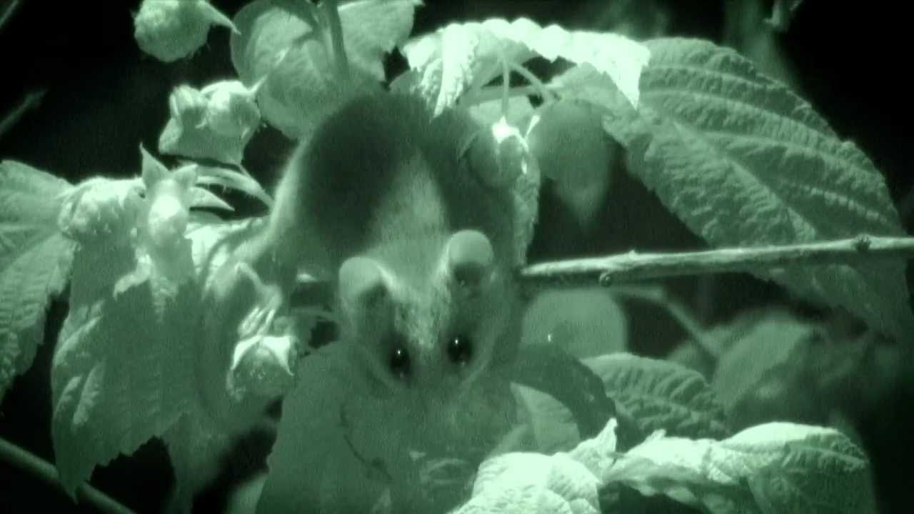 Bayerns UrEinwohner: Die Haselmaus