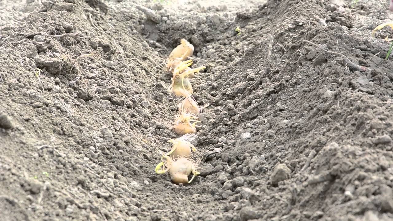Kartoffeln pflanzen - Sorte Kennebec - YouTube