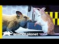 This Tiny Mouse Is An Agile Predator! | Little Giants