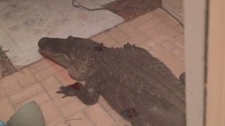 Dad Wakes Up to Find 10Foot Alligator Knocking at Front Door