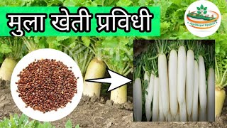 मुला खेती गर्ने तरिका || Radish Cultivation in Nepal || Mula kheti Nepal || Agri Nepal