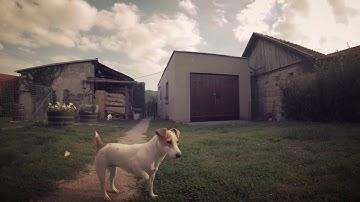 Jessie & Nelly  || Jack Russell   || Smooth Q + GoPro Hero5 Black || TEST ||