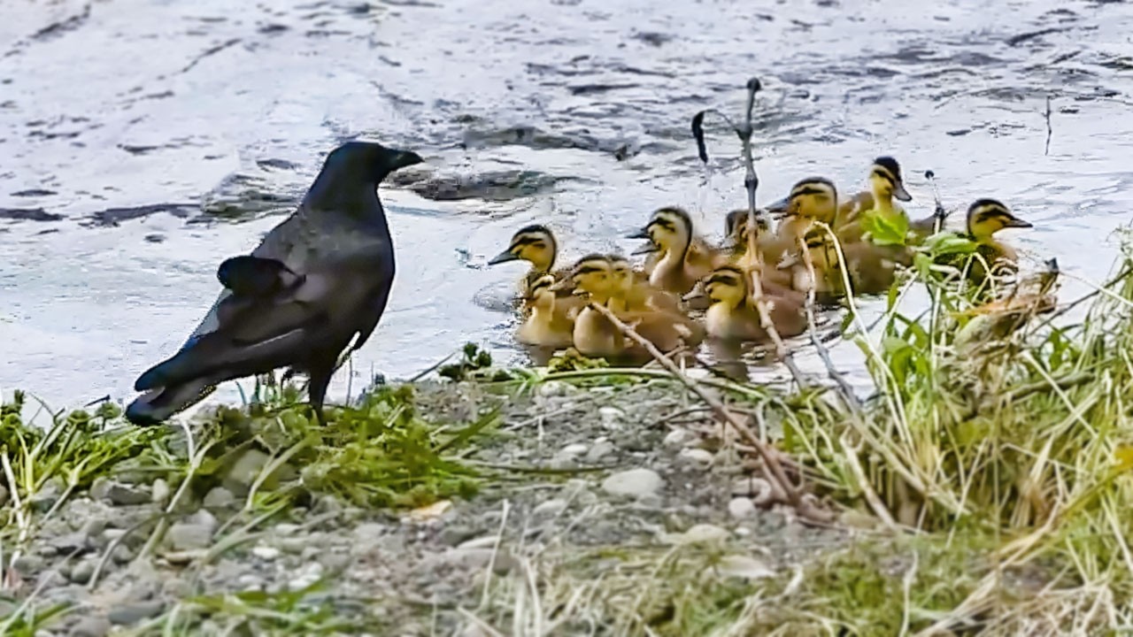 竹細工　親カモとヒナのセット Duck Family 0604G🦆置き去りヒナにカラスが接近。迷子に奇跡。ヒナ