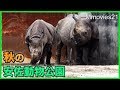 秋の安佐動物公園の動物たち　2017年11月７日 の動画、YouTube動画。