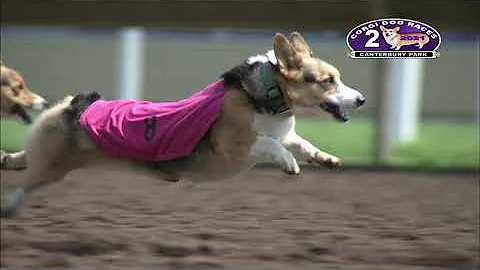 Canterbury Park Corgi Races 8-22-21