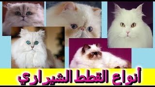 انواع القطط الشيرازى المختلفة