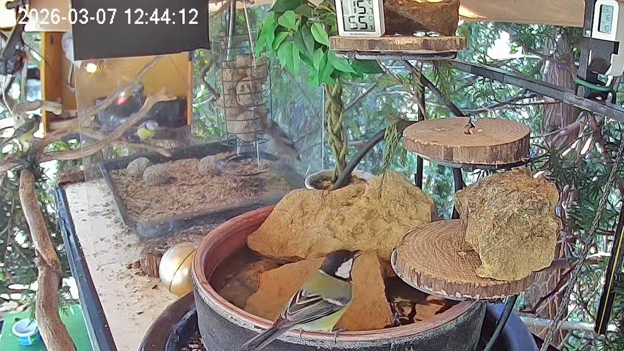 Ruhiger später Vormittag am Vogel-Spa (07.03.2026)