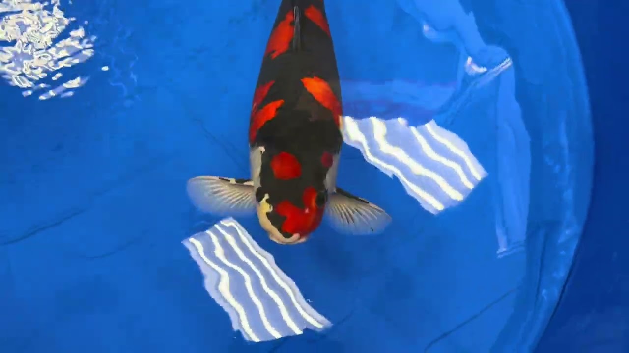 🇯🇵🎏第56回全日本総合錦鯉品評会(桜賞)80部85部90部無し？