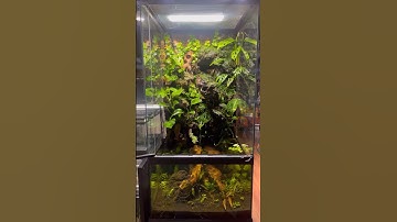 ZooMed 18x18x36” Paludarium Tutorial #reptiles #bioactivebuild #zoomed #paludarium #vivarium #frogs