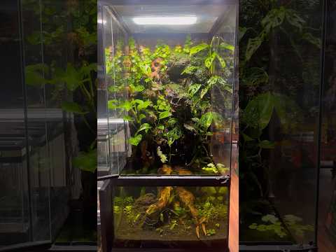 ZooMed 18x18x36” Paludarium