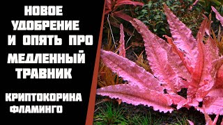 Меняю удобрение. Нитрат и фосфат в медленных травниках. Криптокорина фламинго.