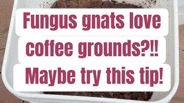 Fungus gnats love spent coffee grounds -- try this tip when feedings your worm bins!