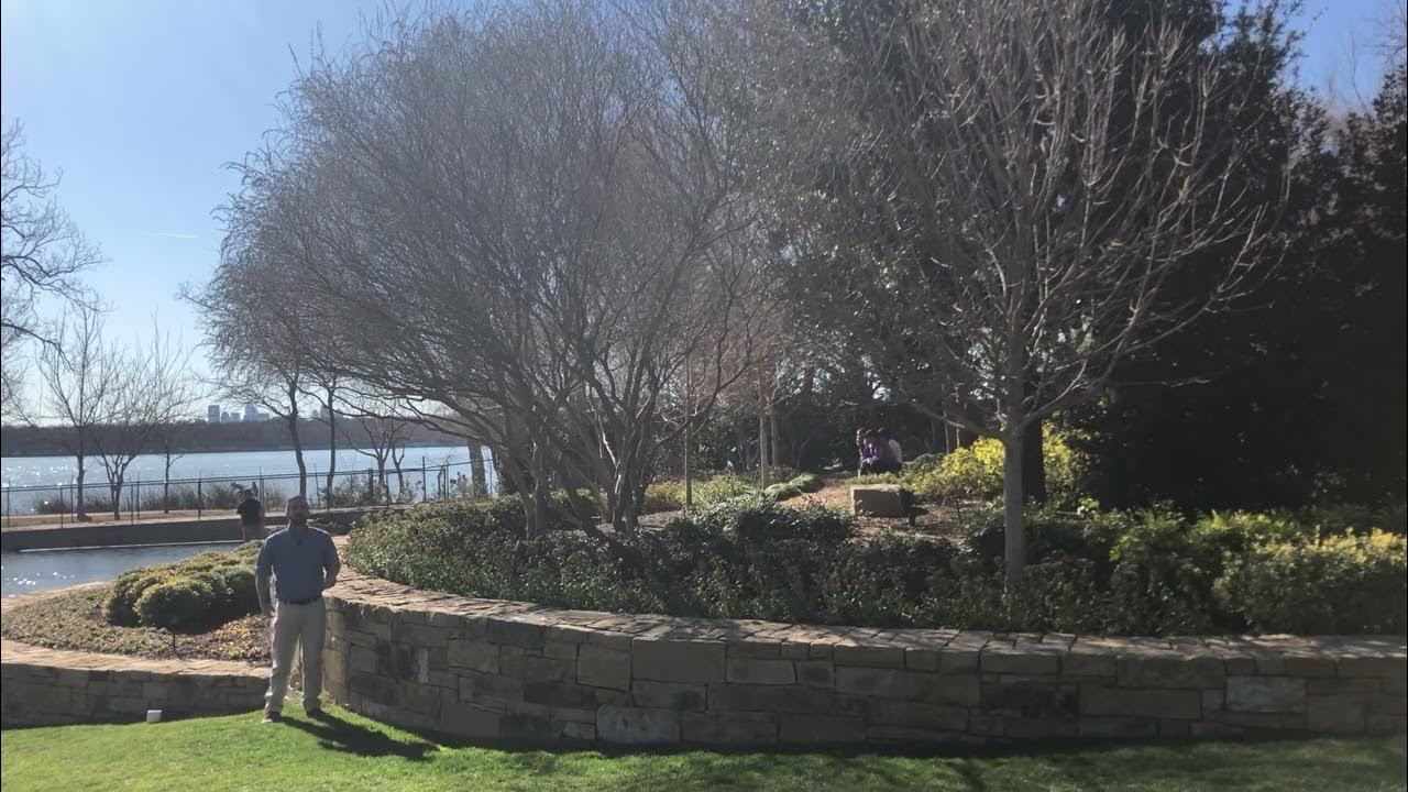 Properly Pruned Vitex (Lilac Chaste Tree) YouTube