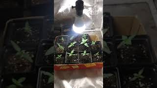 2019 Outdoor Grow Update Neptune Seed's By breeder-42 Seedlings Are Doing Wonderfull