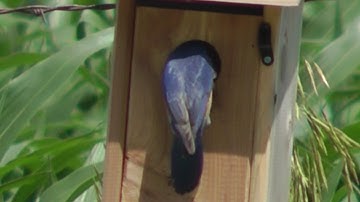Bluebirds feeding and cleaning nestbox  by Clayton Will