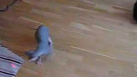 Watch the video about Sphynx Sports