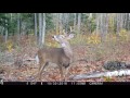 Trail cam 5 pointer