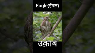 Eagle hindi name | Eagle hindi meaning | Eagle meaning #hindimeaning #short #viralshort Hindi Word For Eagle