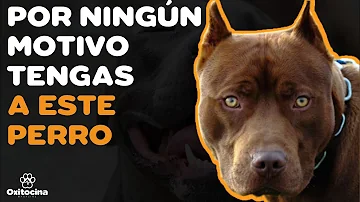 ¿Cuál es el Pitbull más amistoso?