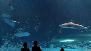 赤ちゃん喜ぶ！　いろいろな魚たちが泳いでいる映像 ～ しまね海洋館アクアス／島根県・浜田市・水族館・ペンギン・シロイルカ