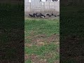 Вороны слетелись на мясо 16-ого Мая в Актогае