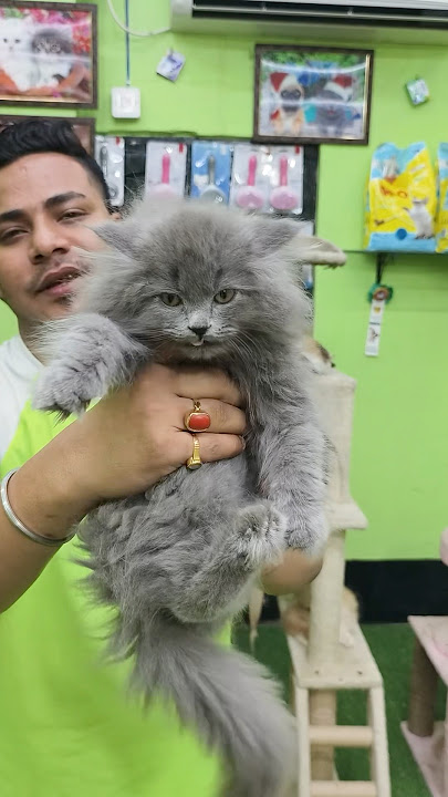 Kucing Biru Rusia Dijual dengan Harga Murah. #hewanpeliharaan #anakkucing #celanapendek