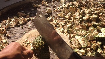 Dứa  rừng (dứa dại) Lá dài sơ chế phơi khô