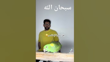 بغبغان يقرا سوره الاخلاص سبحان الله