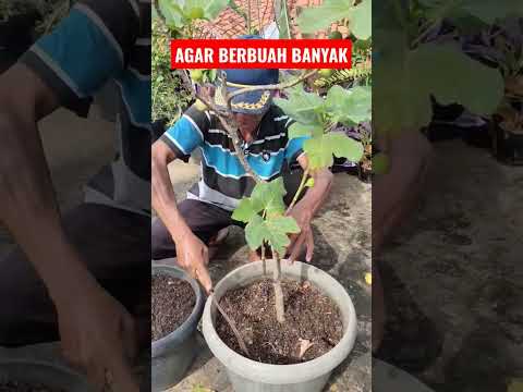 Video: Apakah Pohon Suci Baik Untuk Wadah: Menumbuhkan Pohon Suci Dalam Pot