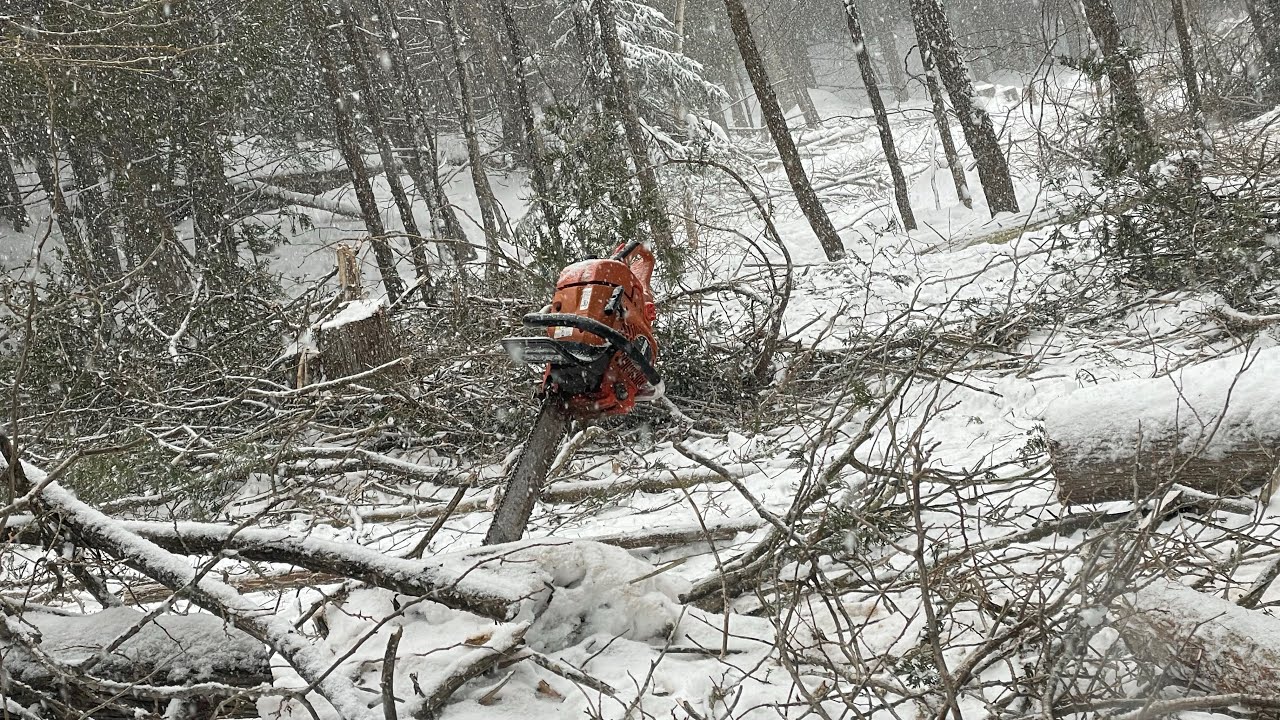 Logging big cedar in a snowstorm! - YouTube