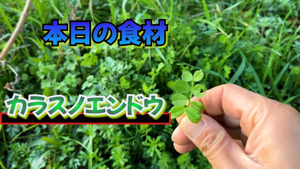 エンドウ豆の味がすると噂のスズメノエンドウをお茶漬けにして食べてみた