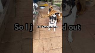 damn it!!! #cute #funny #dogs