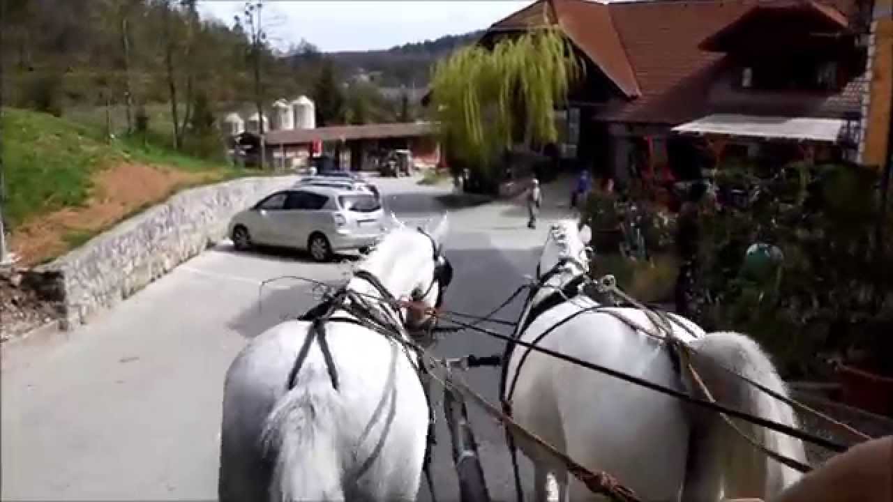 Lipizzans For sale/Zu Verkaufen: Neapolitano A.& Neapolitano M.