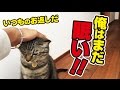 猫が毎朝起こしにくるから、たまには逆に起こしにいってみた！〜I'm going to wake up the cats！〜