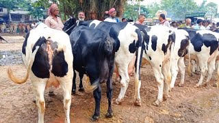 ২৬/৬/২৫/ ১৬ থেকে ১৮ লিটার দুধের ফ্রিজিয়ান গাভীর দাম জানুন,সোনাইচন্ডী হাট চাঁপাইনবাবগঞ্জ থেকে।