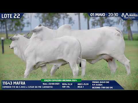 LOTE 22   MFRA 11643