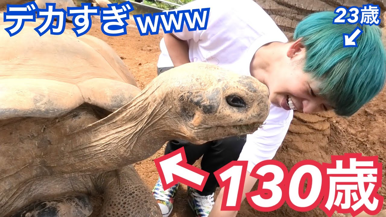 The world's largest turtle was more impressive than I had imagined