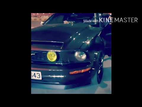 راعي الموستنج