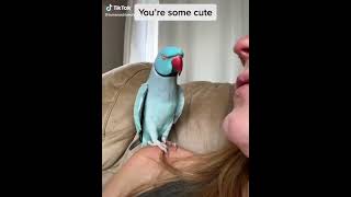 😆#tiktokvideo #funny #cute #animals #subscribe #shorts