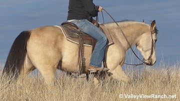 Sheza Expensive Leo***For info, price, etc., go to our website*** Valley View Ranch