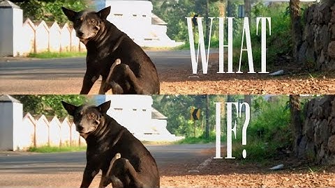 WHAT IF | SIDDHARTH | STREET DOOGIE 🐕 | SURJEET | SHORT FILM | 2025 |